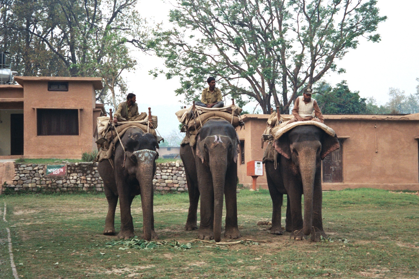 Elephant Safari — Jim Corbett National Park