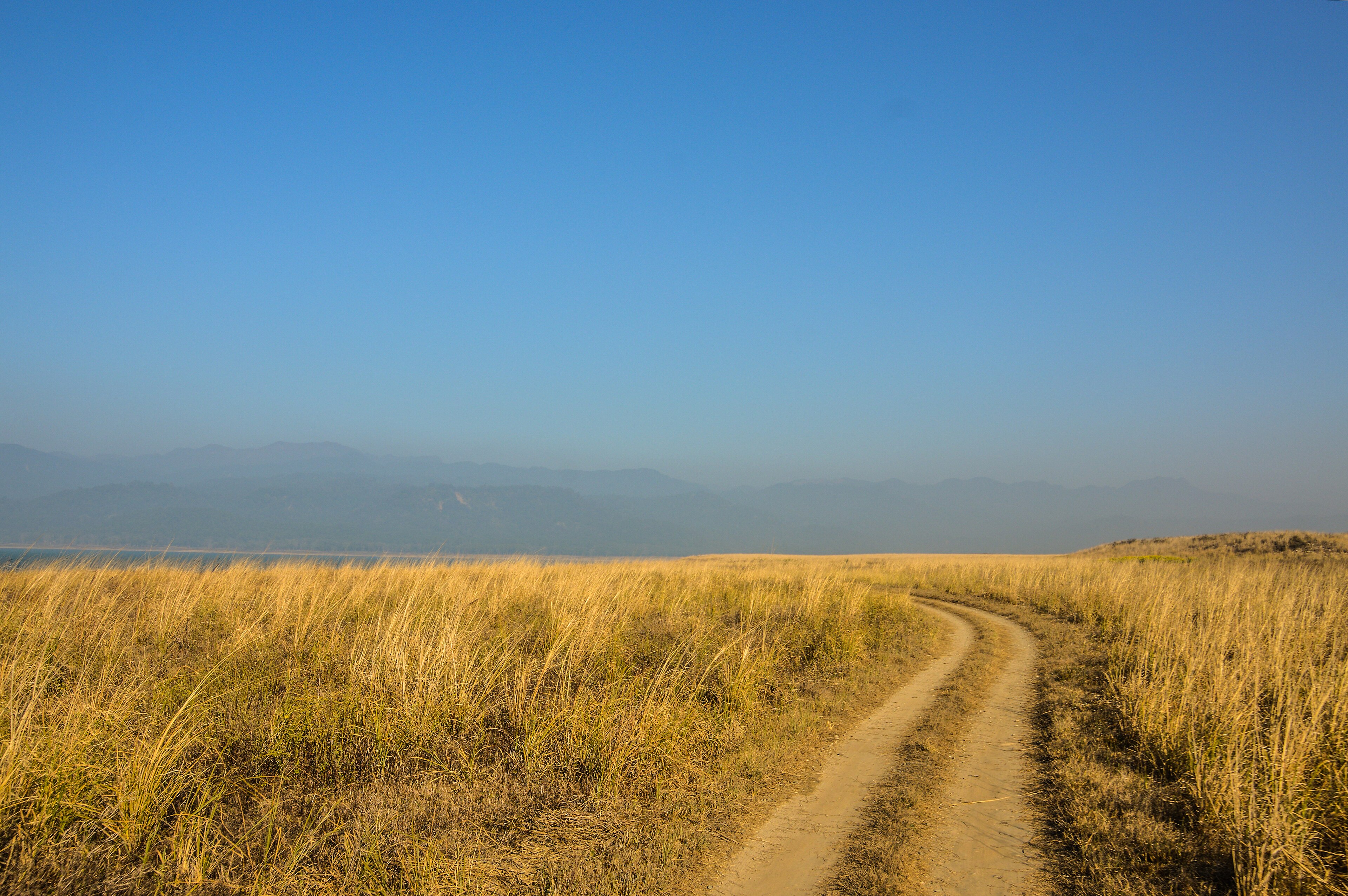 In the wild — Jim Corbett National Park