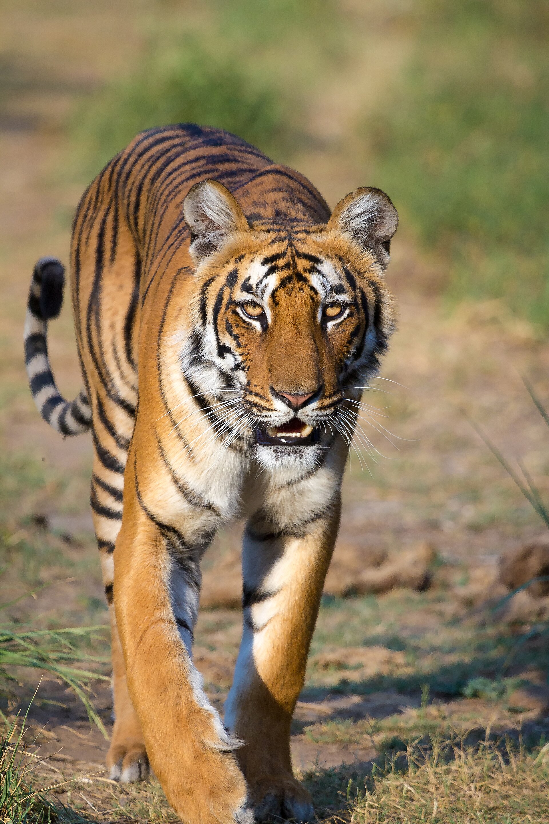 Wildlife — Jim Corbett National Park