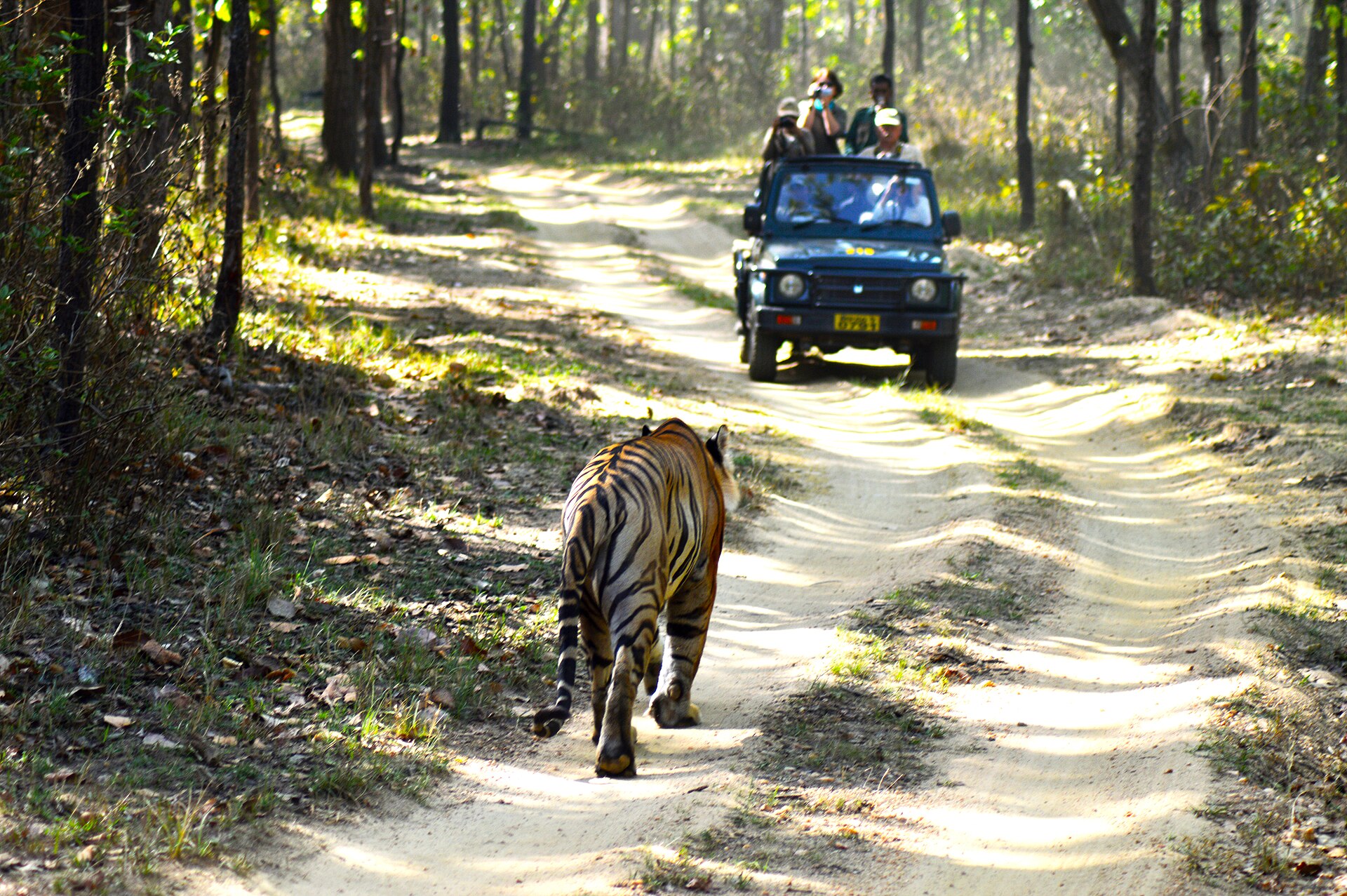 Jeep Safari in Kanha