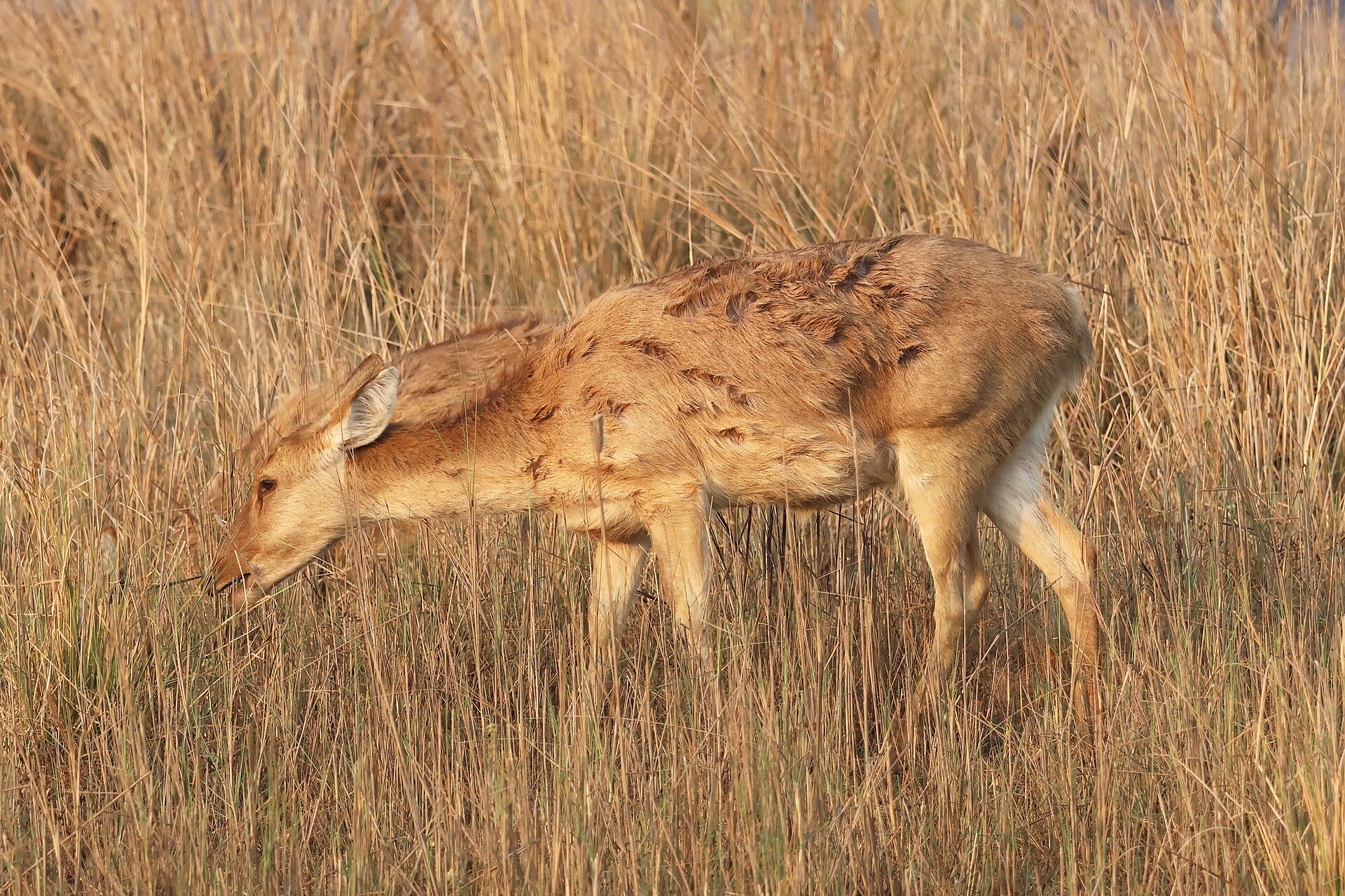Wildlife — Kanha National Park