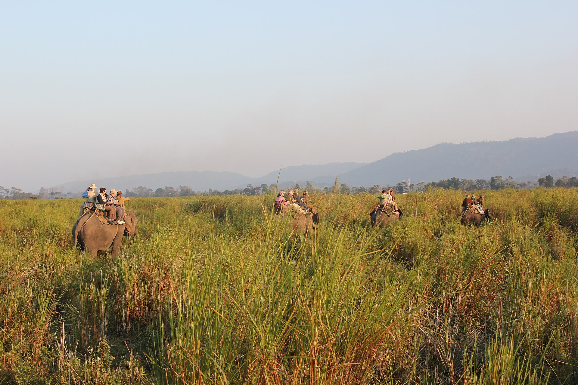 Elephant Safari in Kaziranga