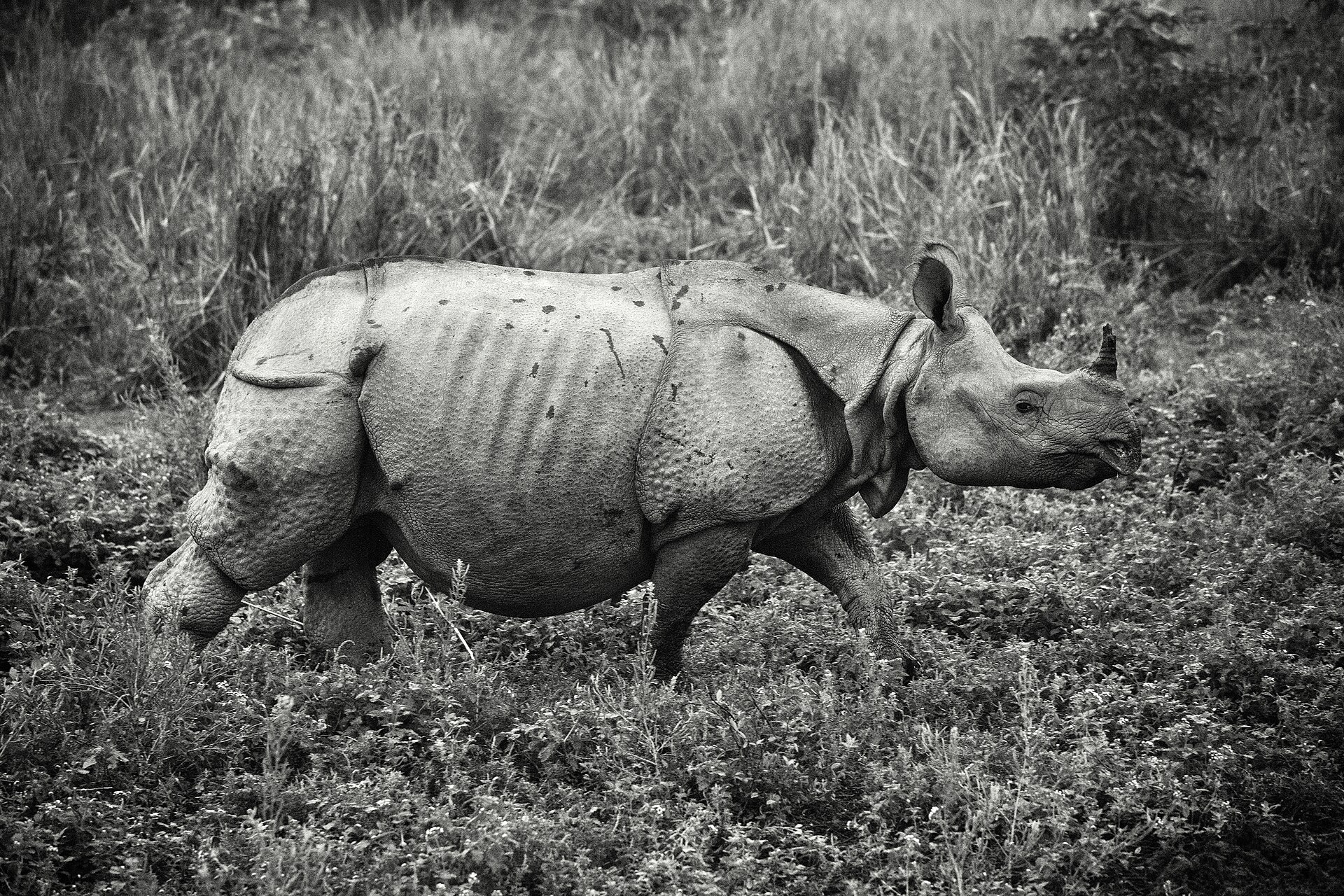 Landscape — Kaziranga National Park
