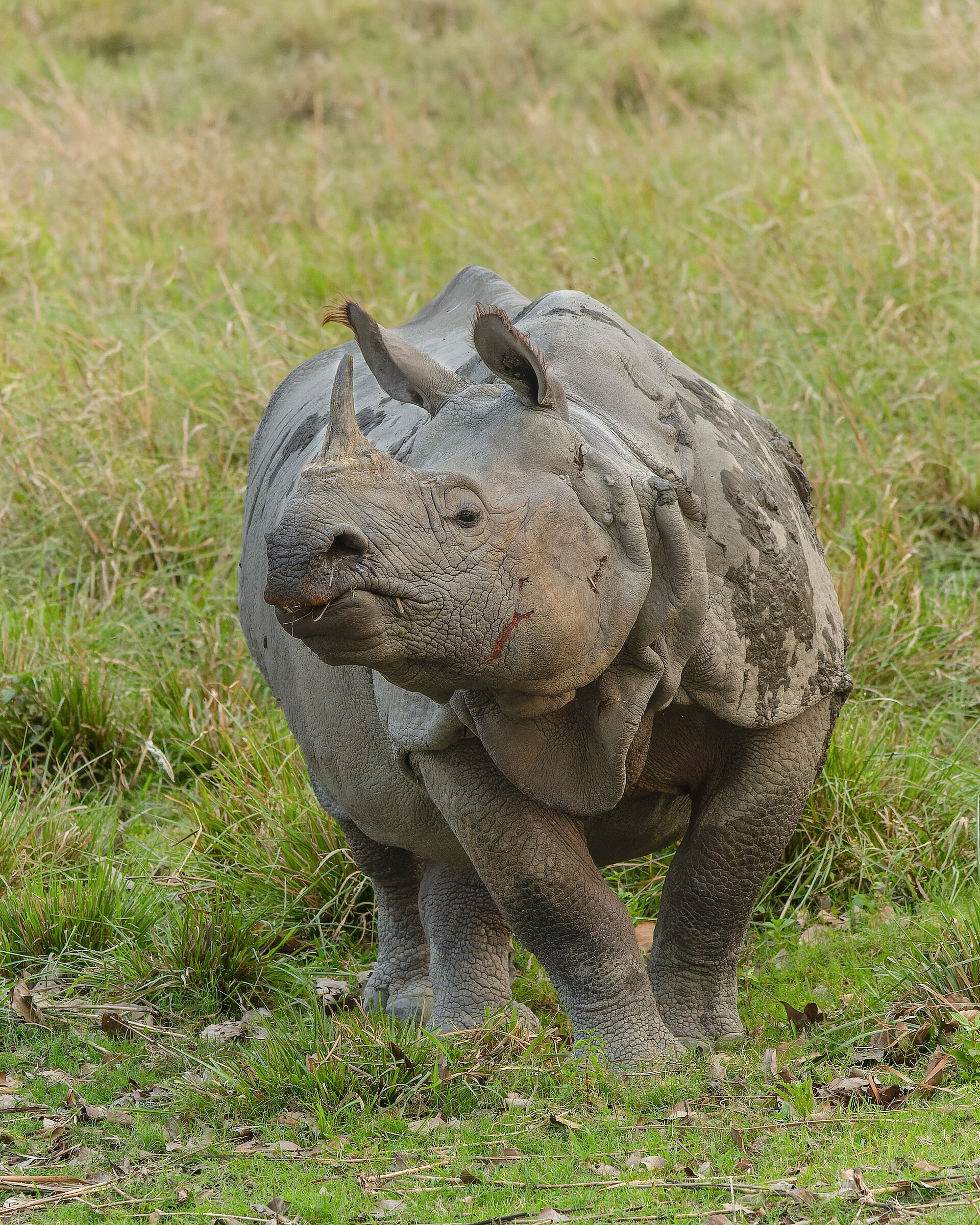 Wildlife — Kaziranga National Park