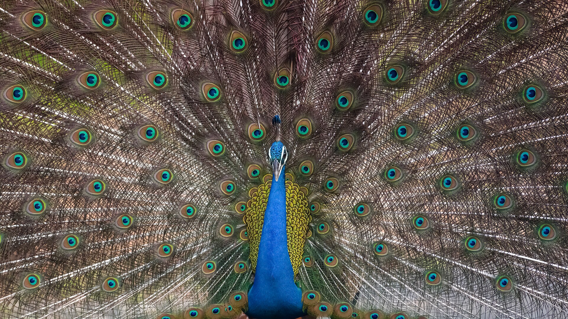 Wildlife — Pench National Park