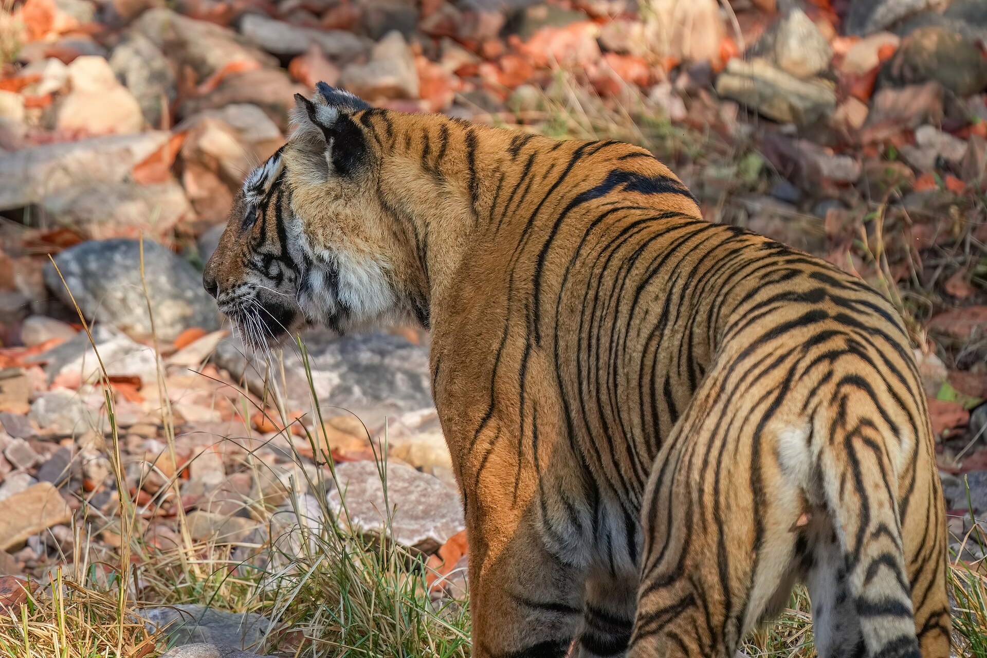 Wildlife — Ranthambore National Park