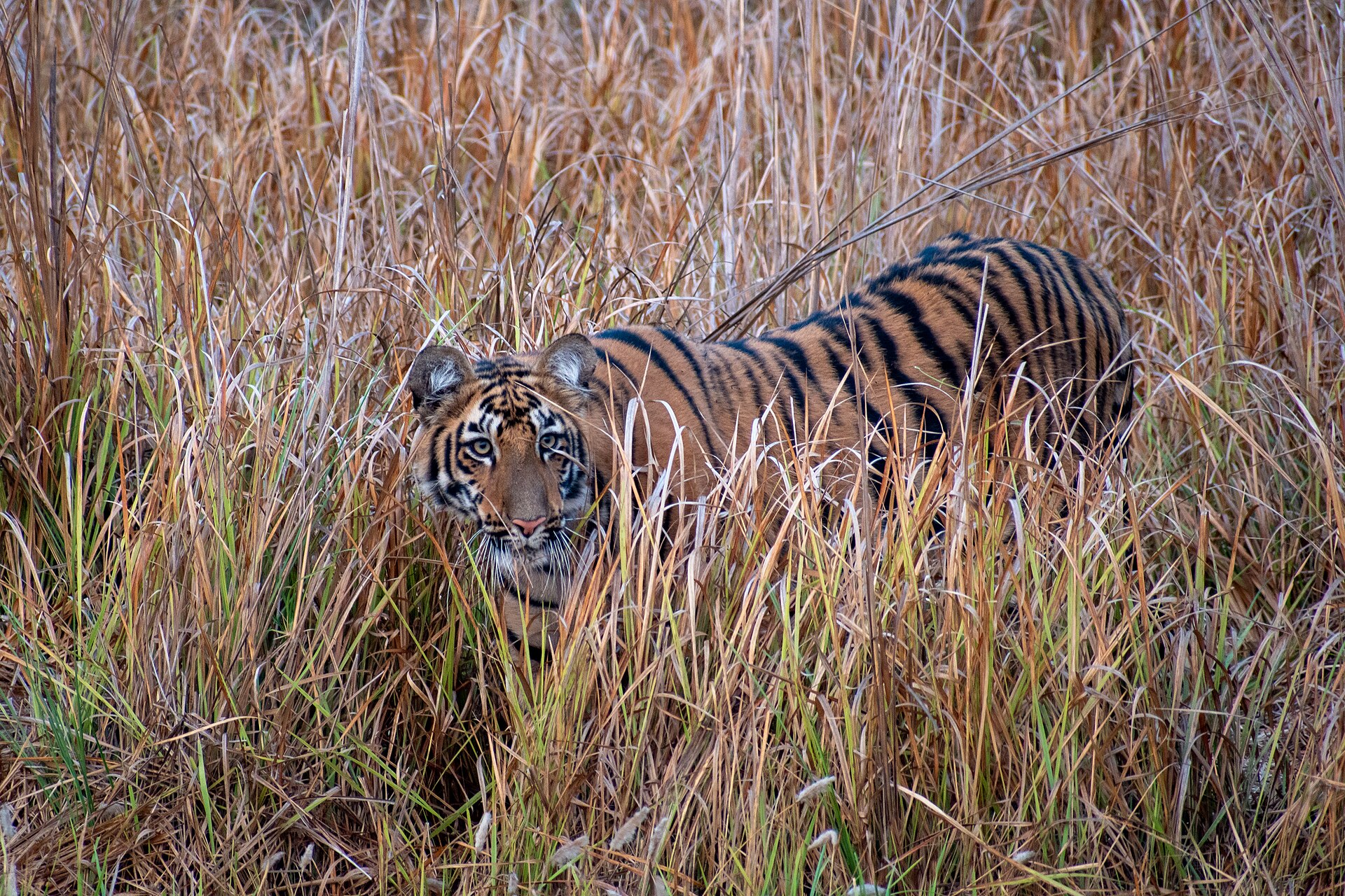 Bengal tiger walking through the forest