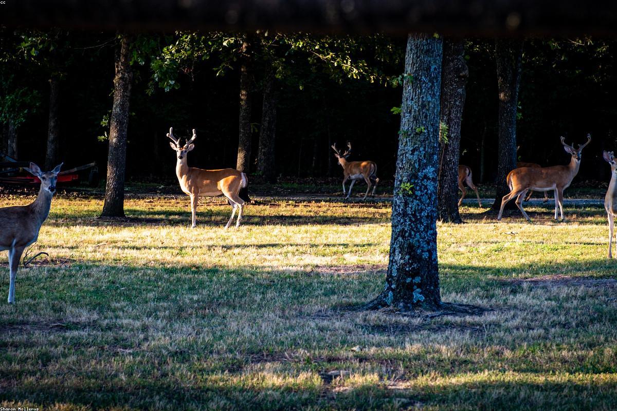 Buffer Zone Safari Package in Tadoba National Park