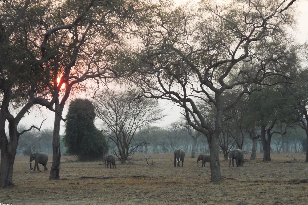 Couple Package in Tadoba National Park