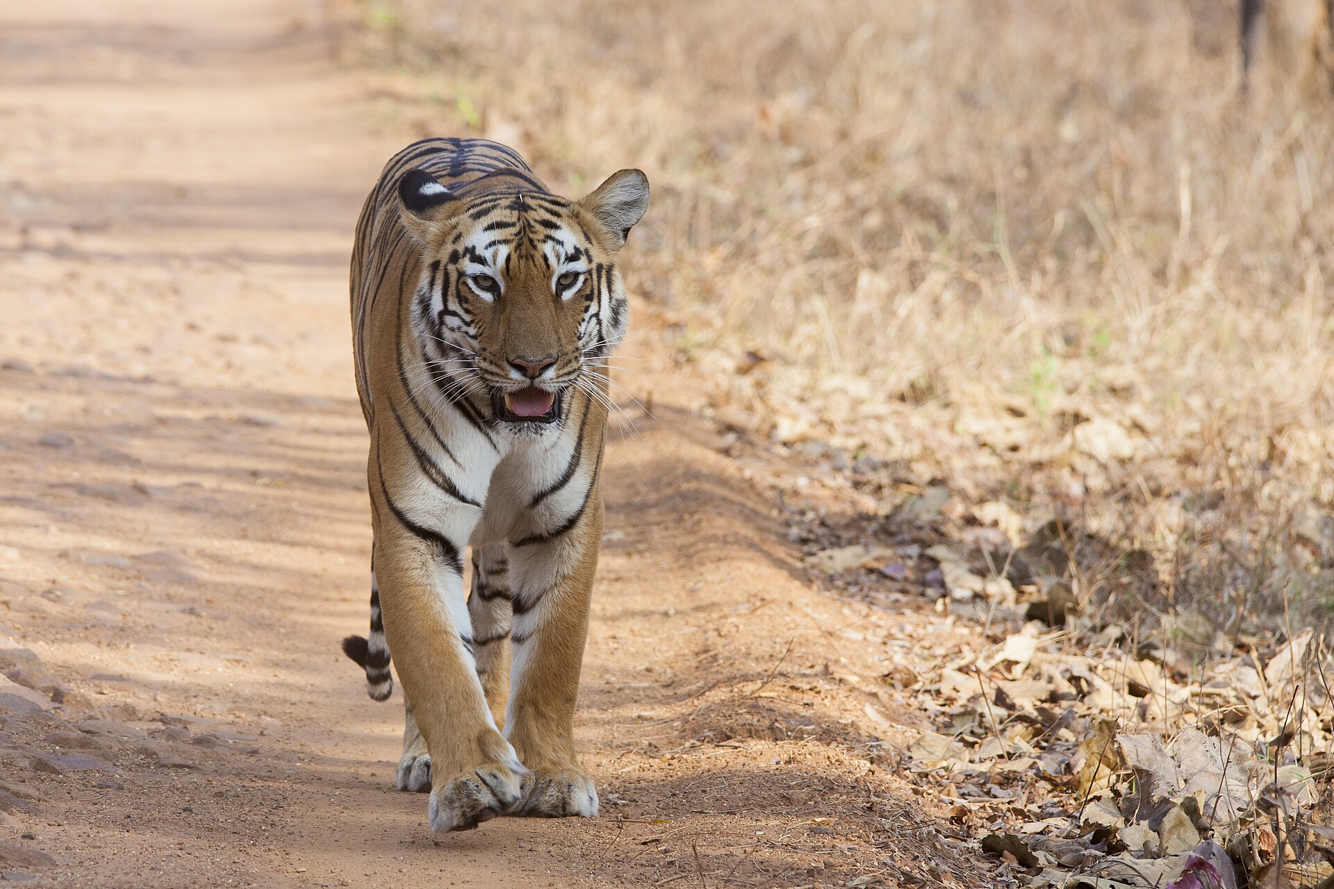 Jeep safari in an Indian tiger reserve