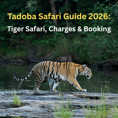 Tadoba Safari Guide 2026: Charges, Tiger Safari & Booking Tips