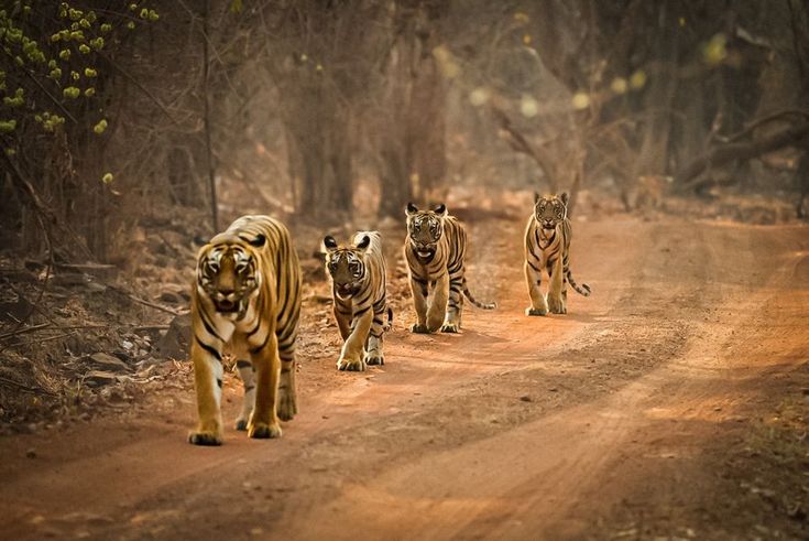 Ranthambore National Park forest and wildlife safari experience. — Ranthambore National Park