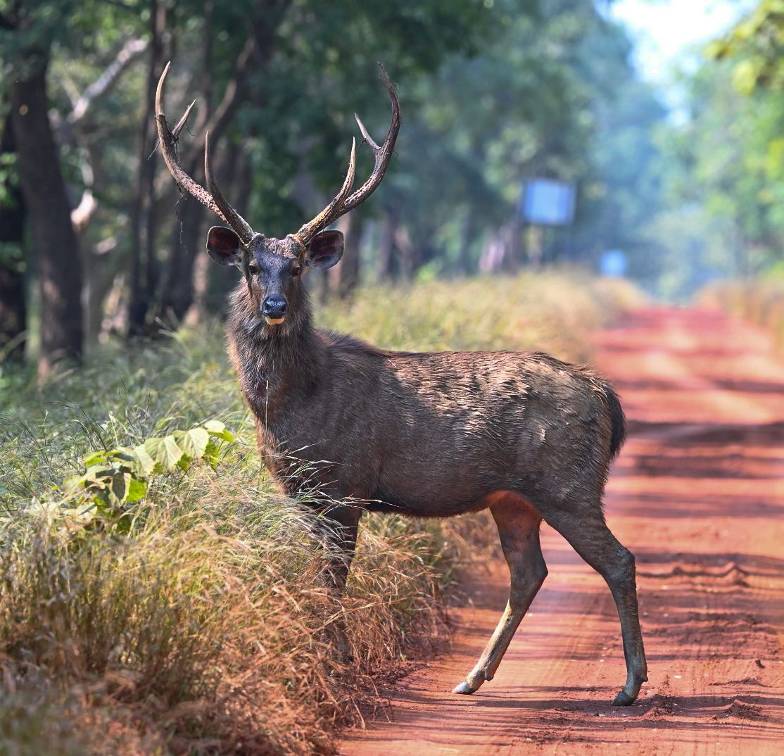 Jungle trail and safari route at Jim Corbett National Park. — Jim Corbett National Park
