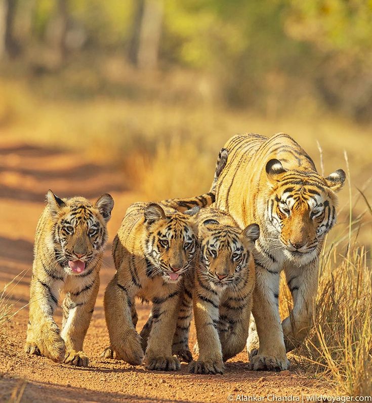 Jungle trail and safari route at Ranthambore National Park. — Ranthambore National Park