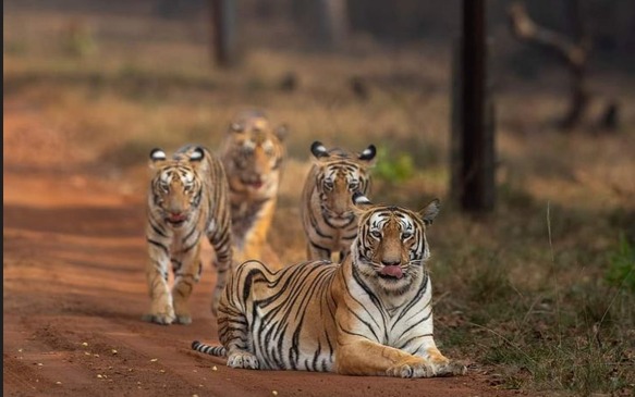 Wildlife safari route inside Ranthambore National Park. — Ranthambore National Park