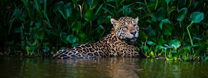 Wildlife safari route inside Pench National Park. — Pench National Park