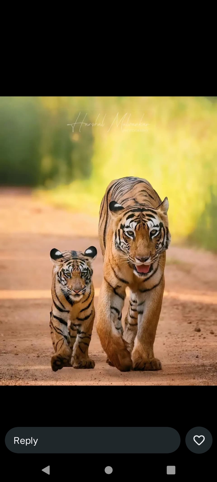 Ranthambore National Park