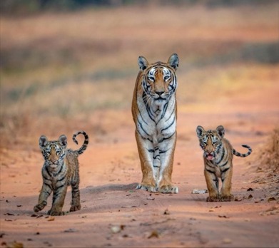 Pench National Park