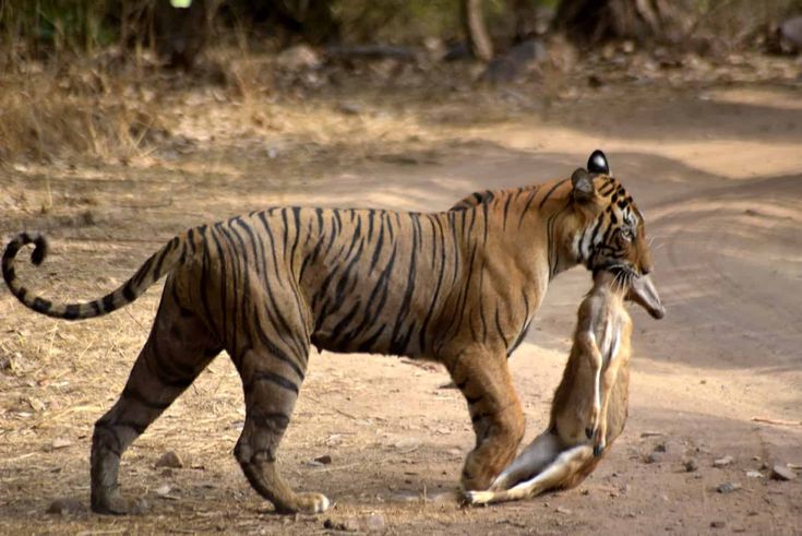 Jim Corbett National Park