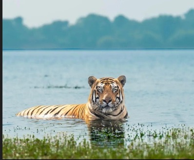 Tadoba National Park